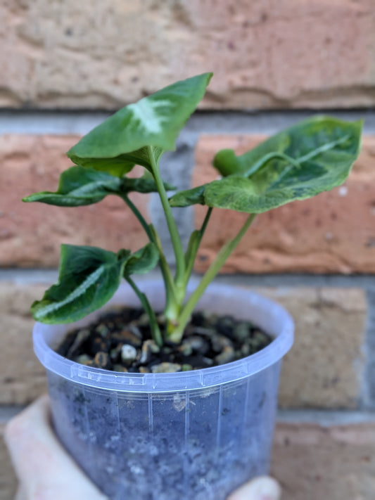 Syngonium Scrambled Eggs