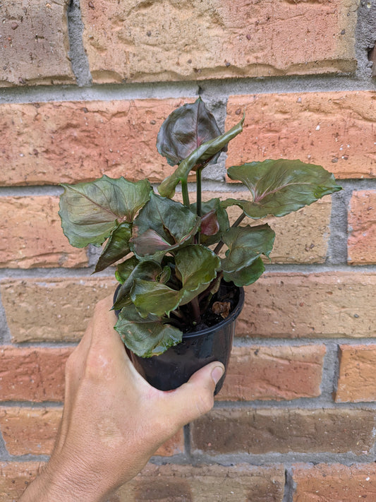 Syngonium Strawberry Ice