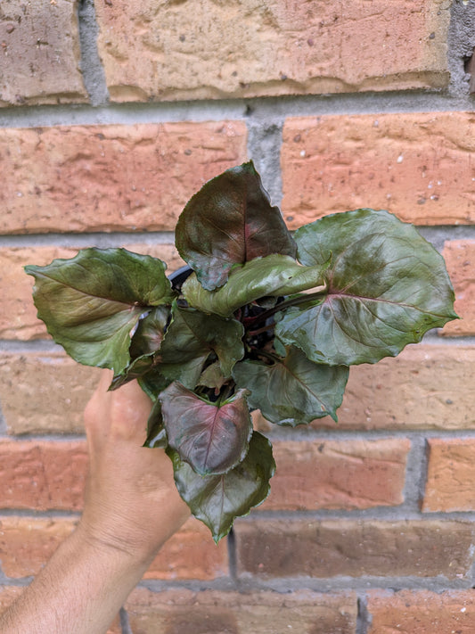 Syngonium Strawberry Ice