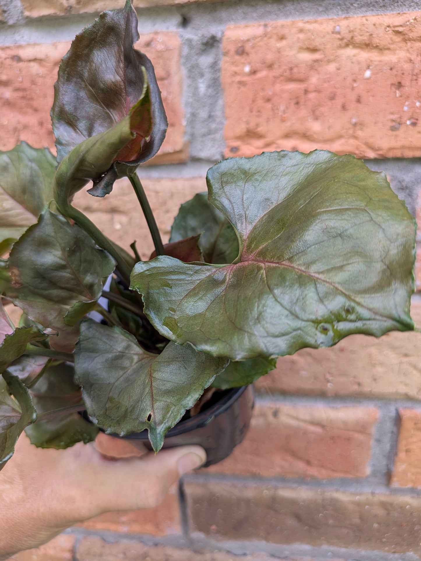 Syngonium Strawberry Ice