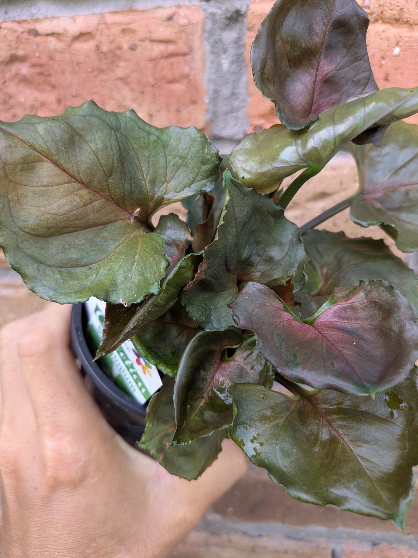 Syngonium Strawberry Ice