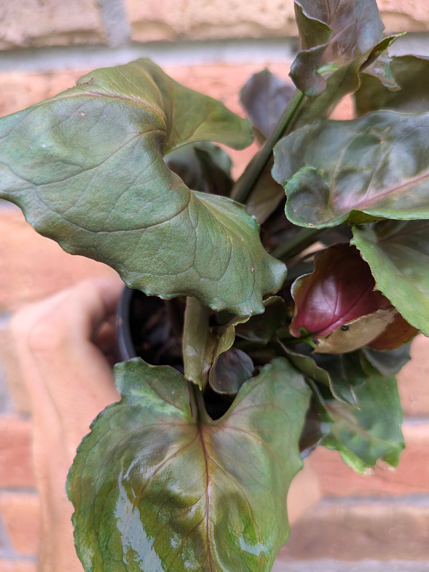 Syngonium Strawberry Ice