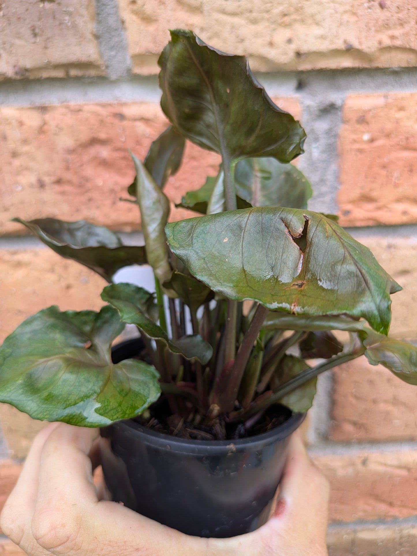 Syngonium Strawberry Ice