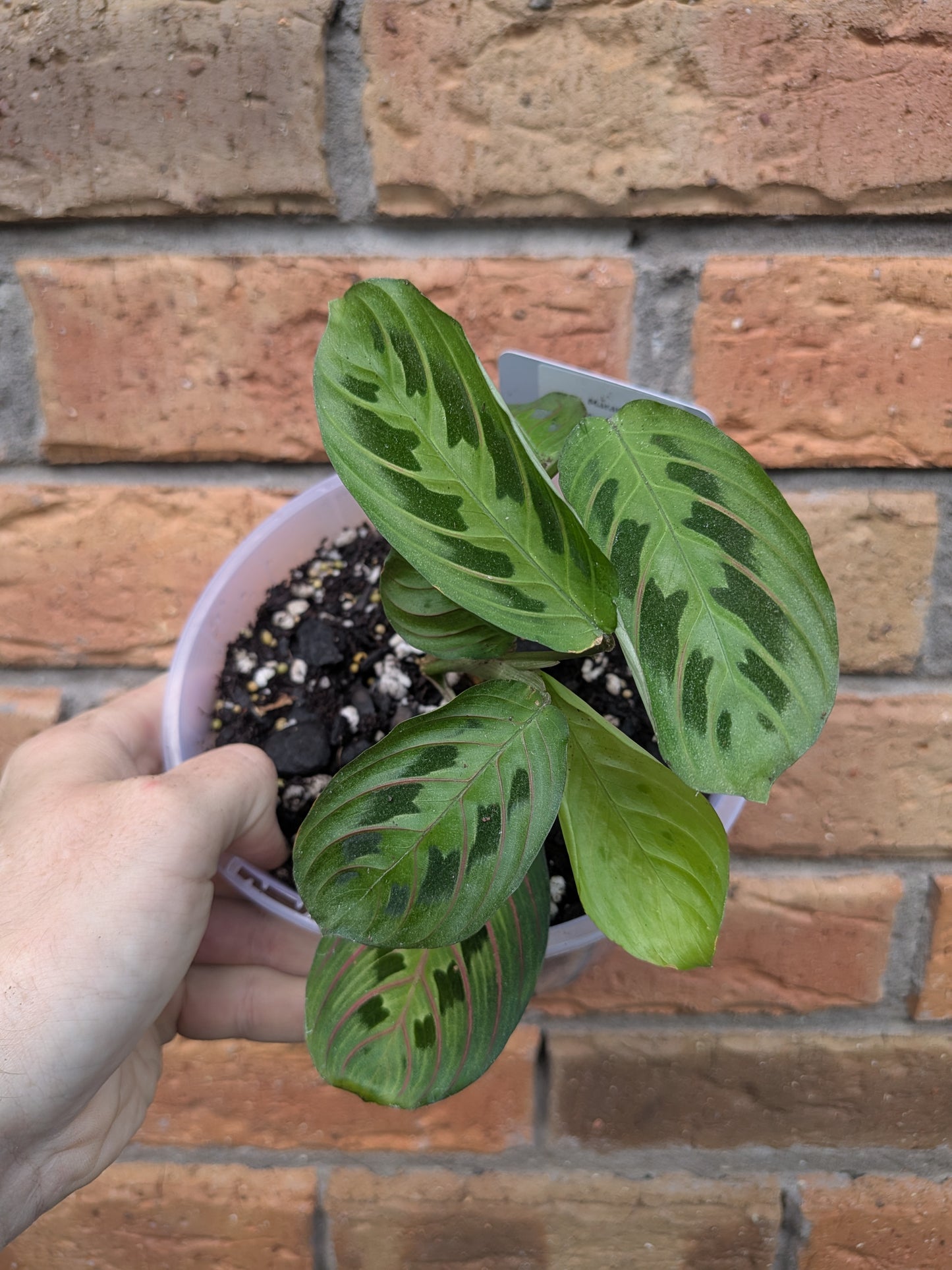 Maranta Red Vein