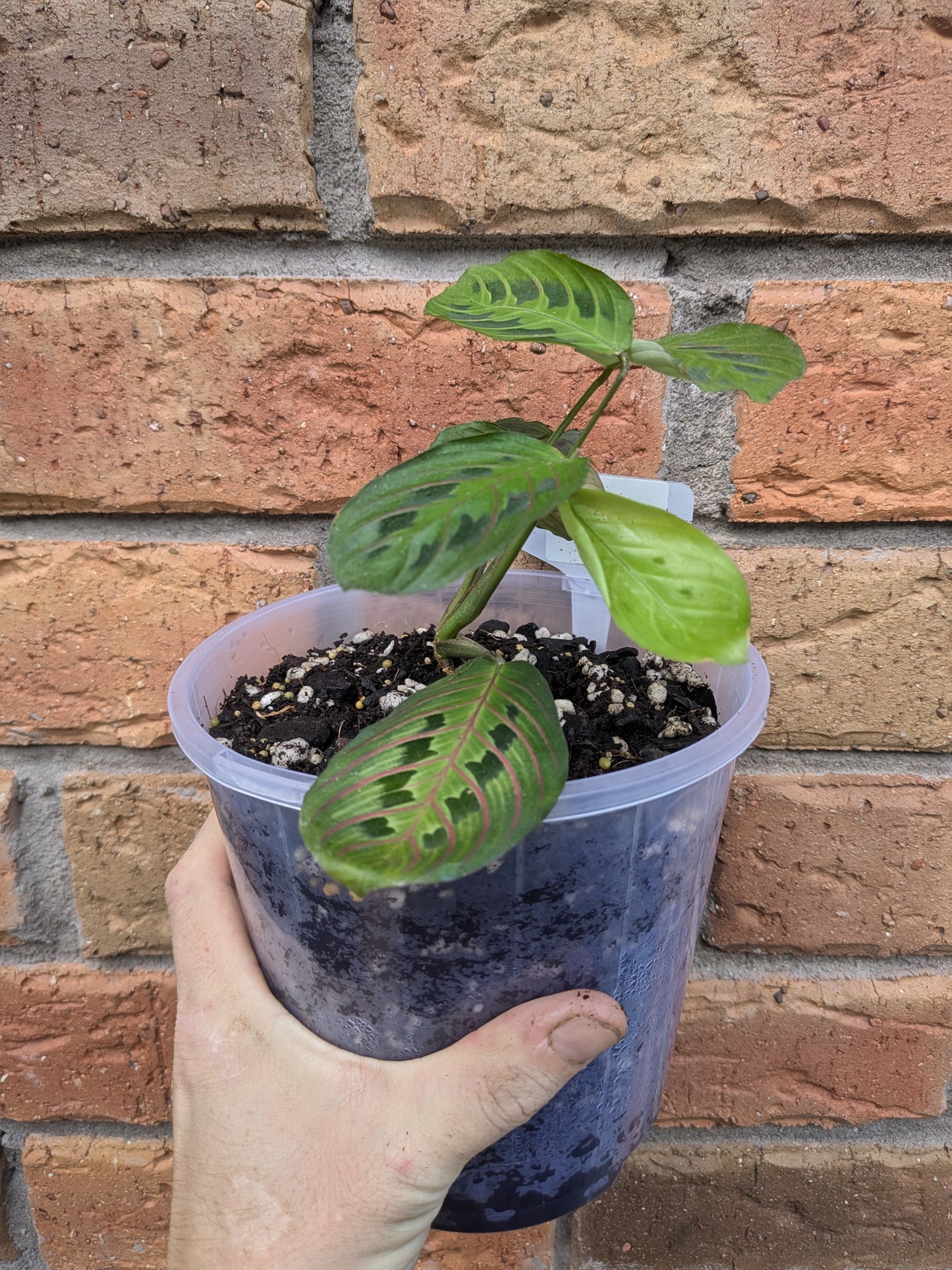 Maranta Red Vein