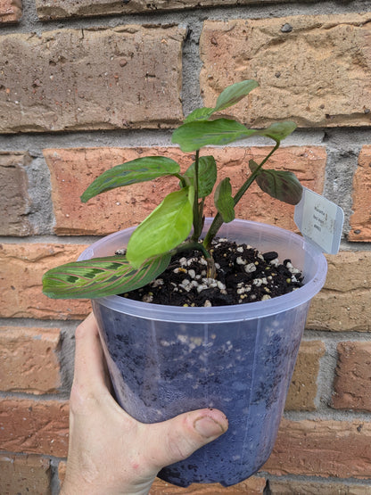 Maranta Red Vein