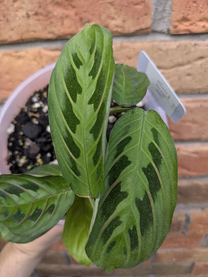 Maranta Red Vein