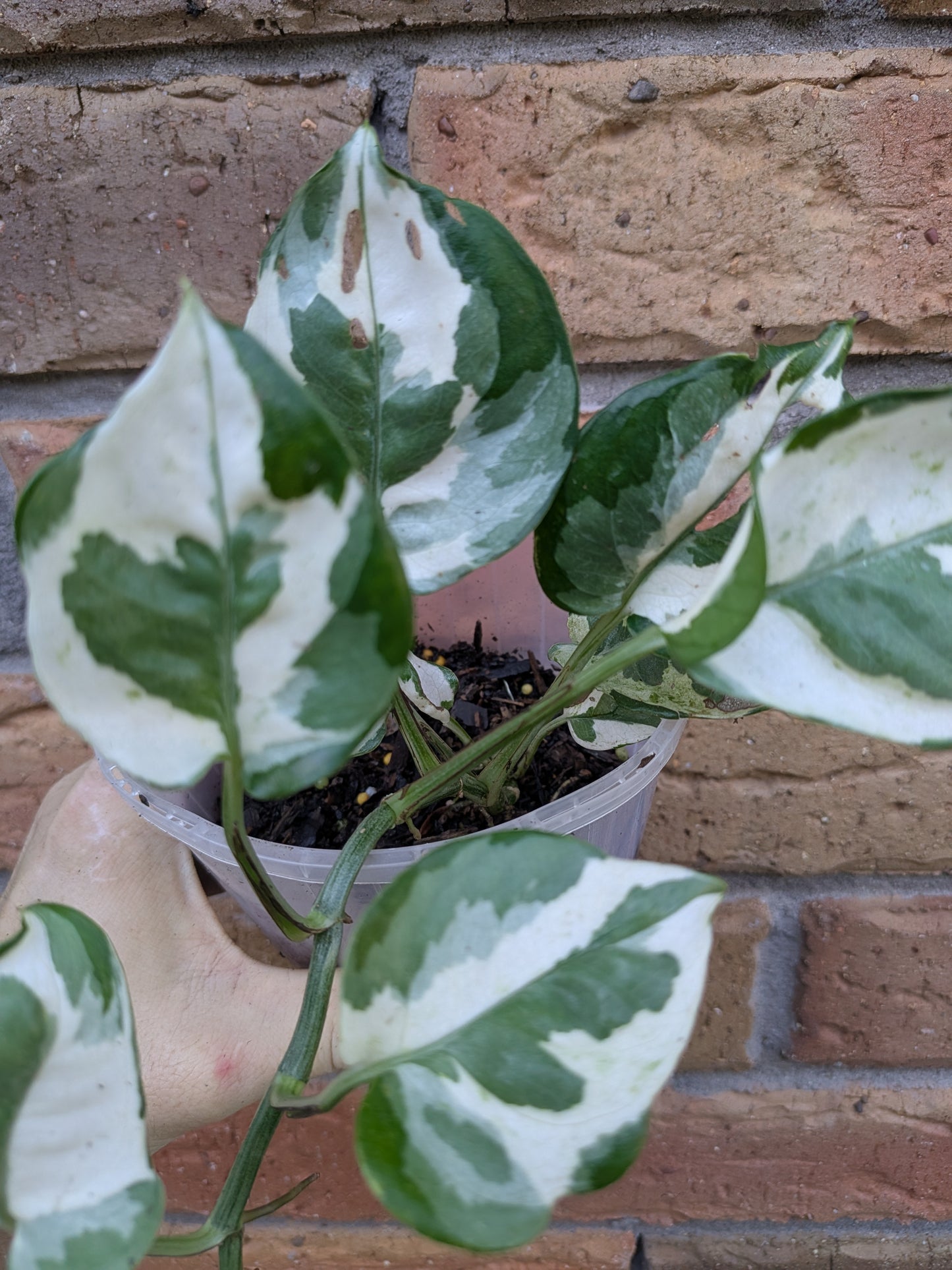 Epipremnum Snow Queen