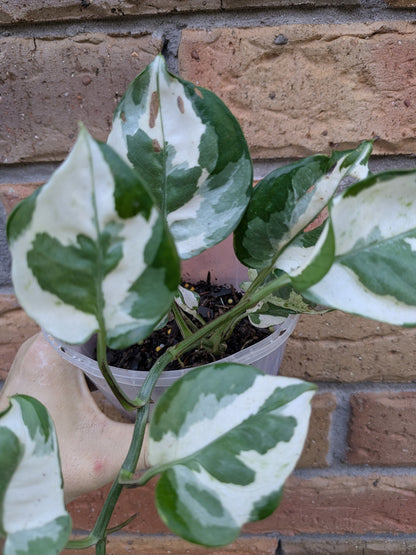 Epipremnum Snow Queen