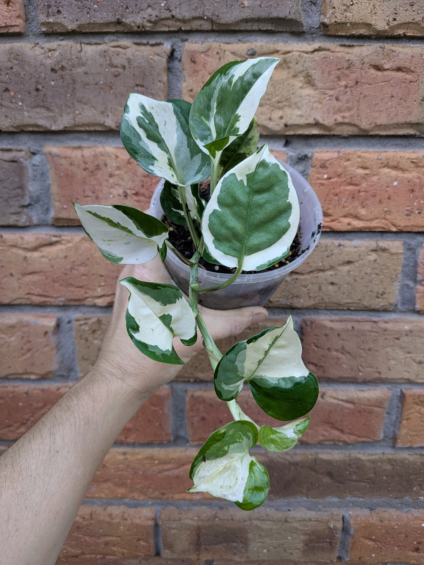 Epipremnum Snow Queen