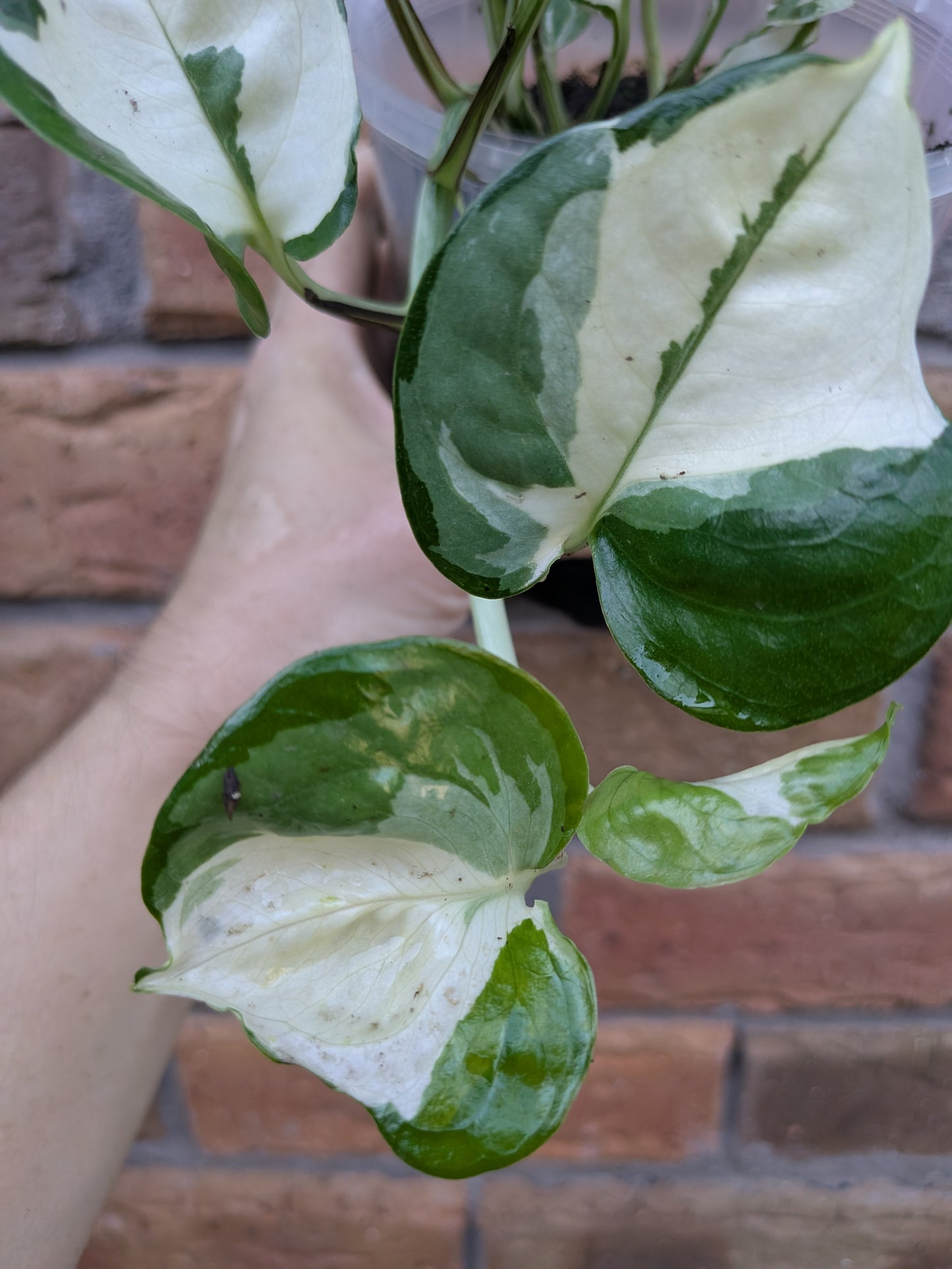 Epipremnum Snow Queen