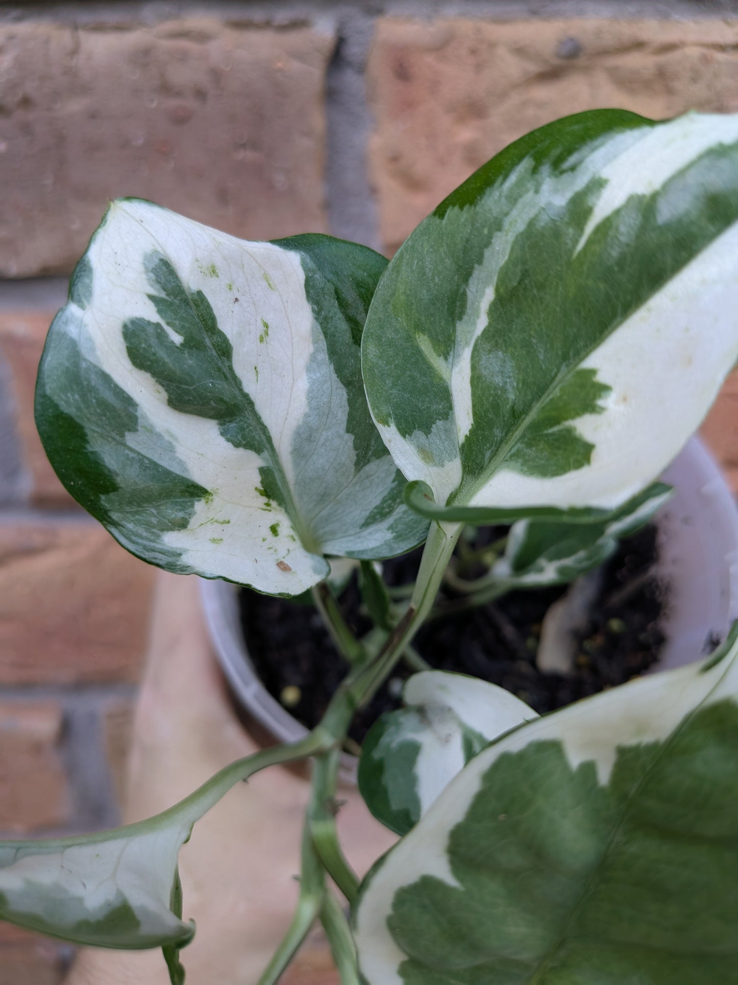 Epipremnum Snow Queen