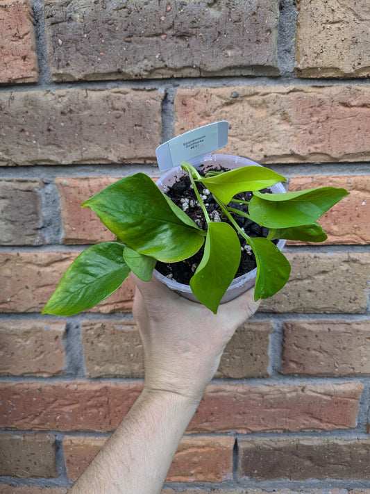 Epipremnum Goldilocks
