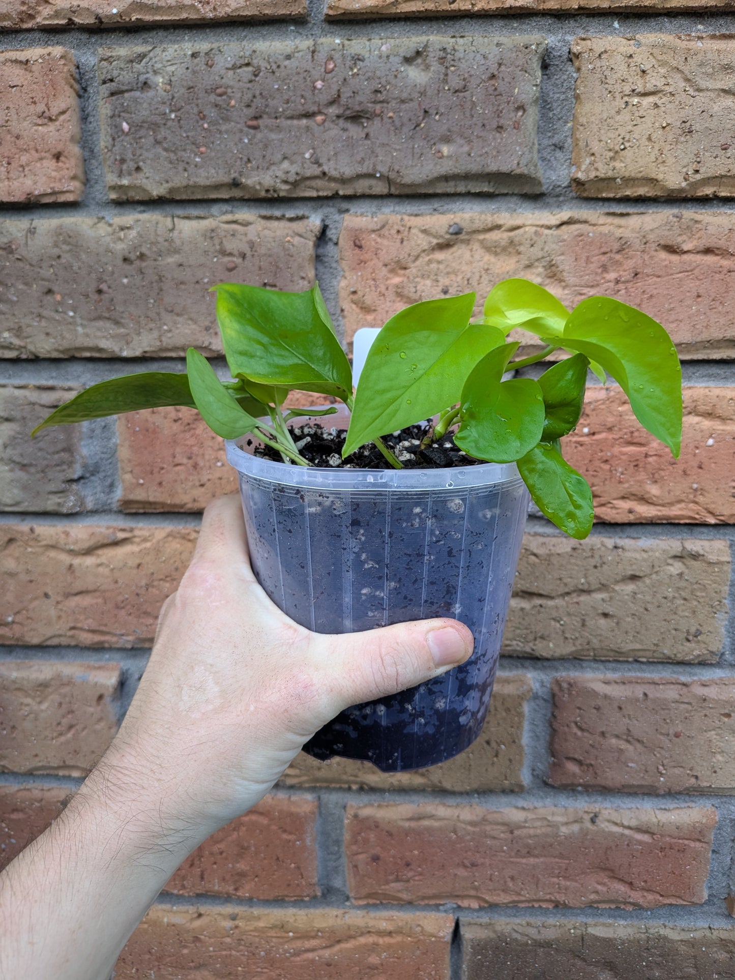 Epipremnum Goldilocks