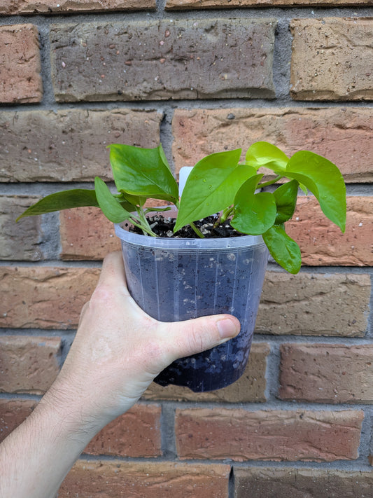 Epipremnum Goldilocks