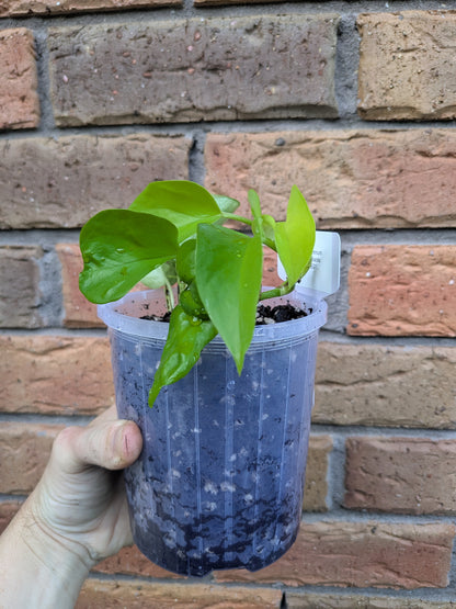 Epipremnum Goldilocks