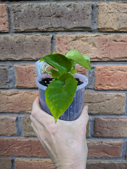Epipremnum Goldilocks
