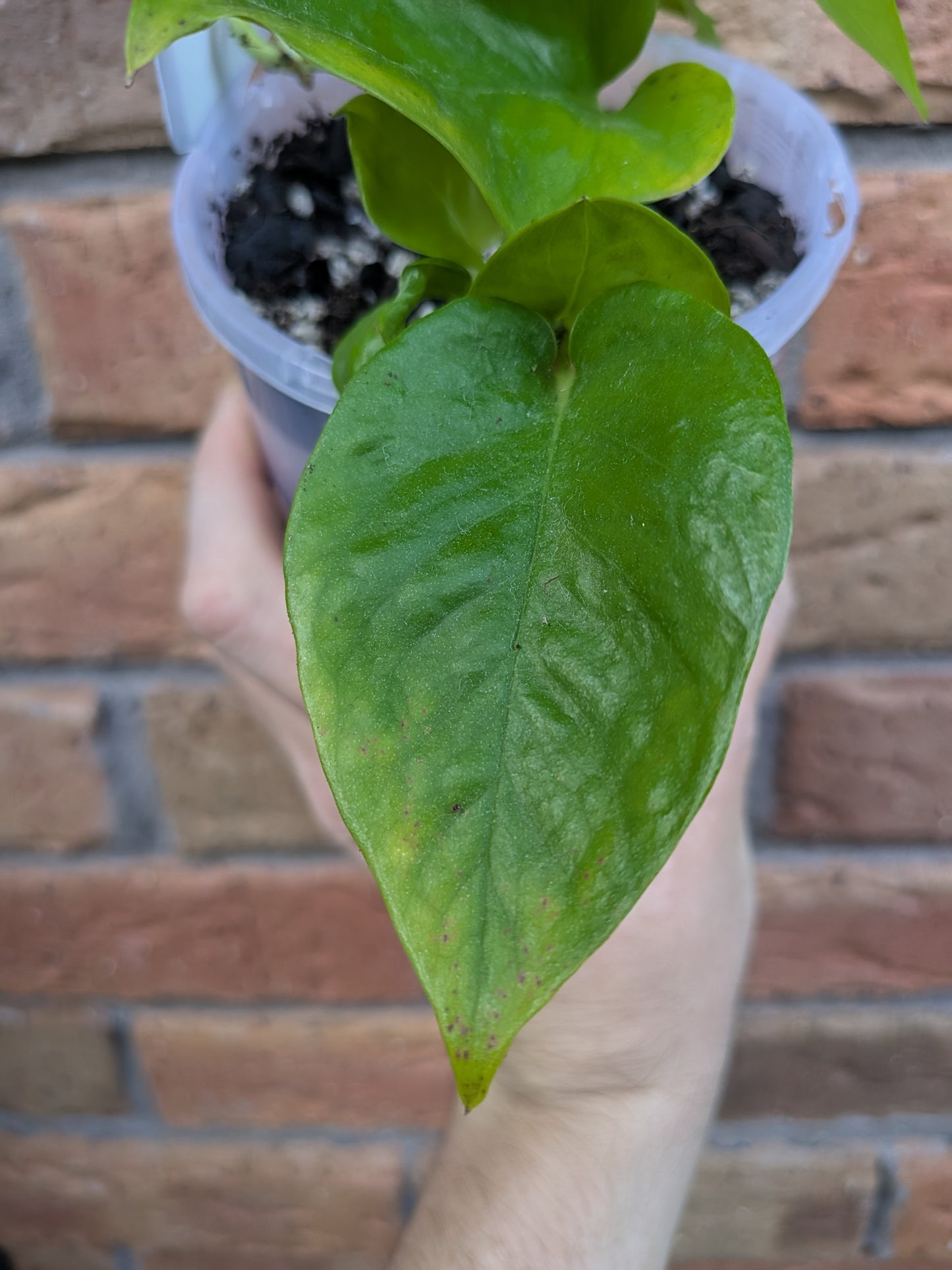 Epipremnum Goldilocks