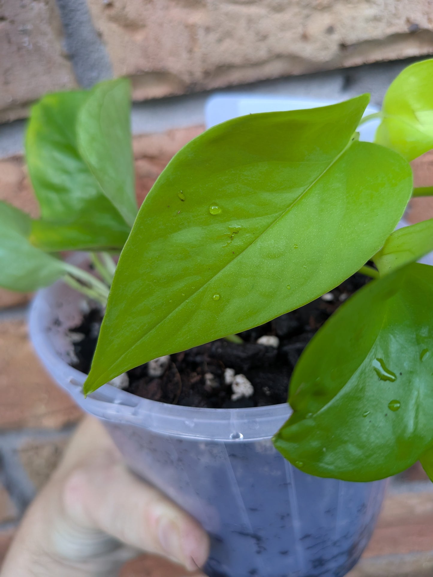 Epipremnum Goldilocks