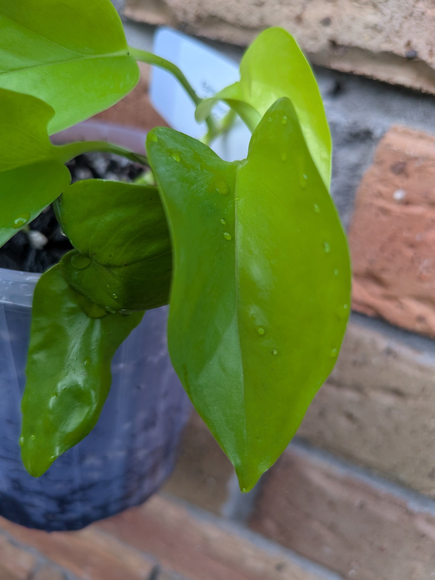 Epipremnum Goldilocks