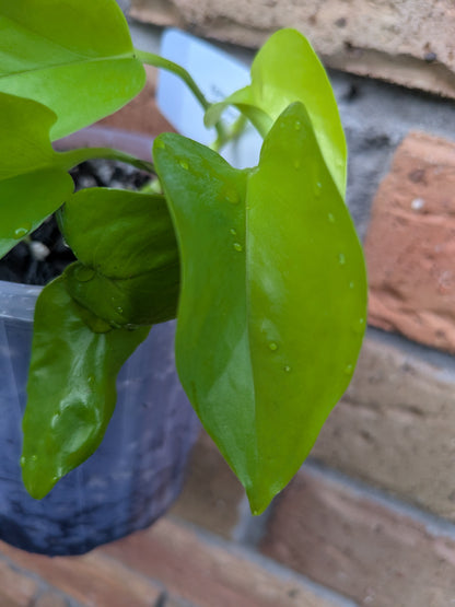 Epipremnum Goldilocks