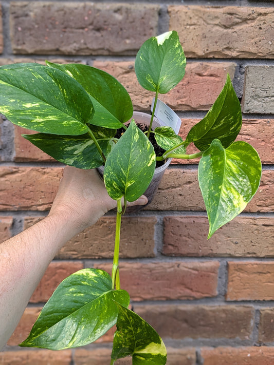 Epipremnum Golden Pothos