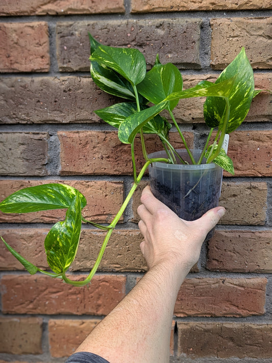 Epipremnum Golden Pothos