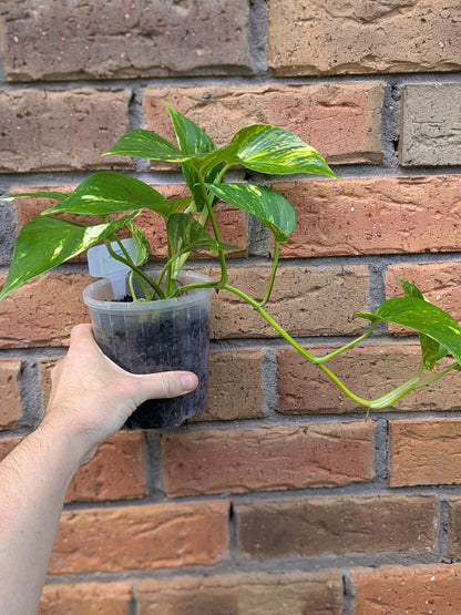Epipremnum Golden Pothos