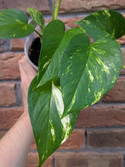 Epipremnum Golden Pothos