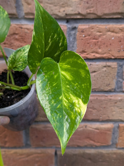 Epipremnum Golden Pothos