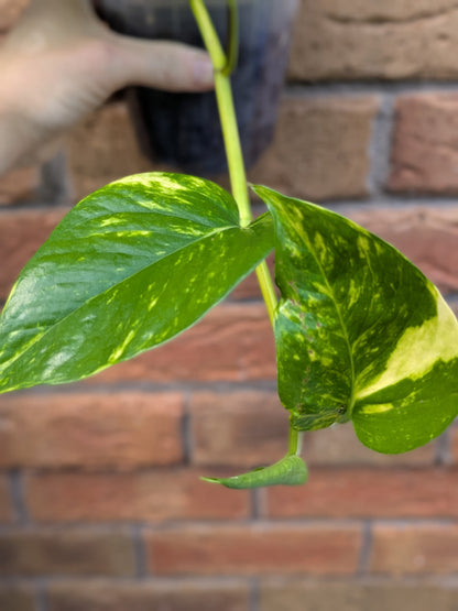 Epipremnum Golden Pothos