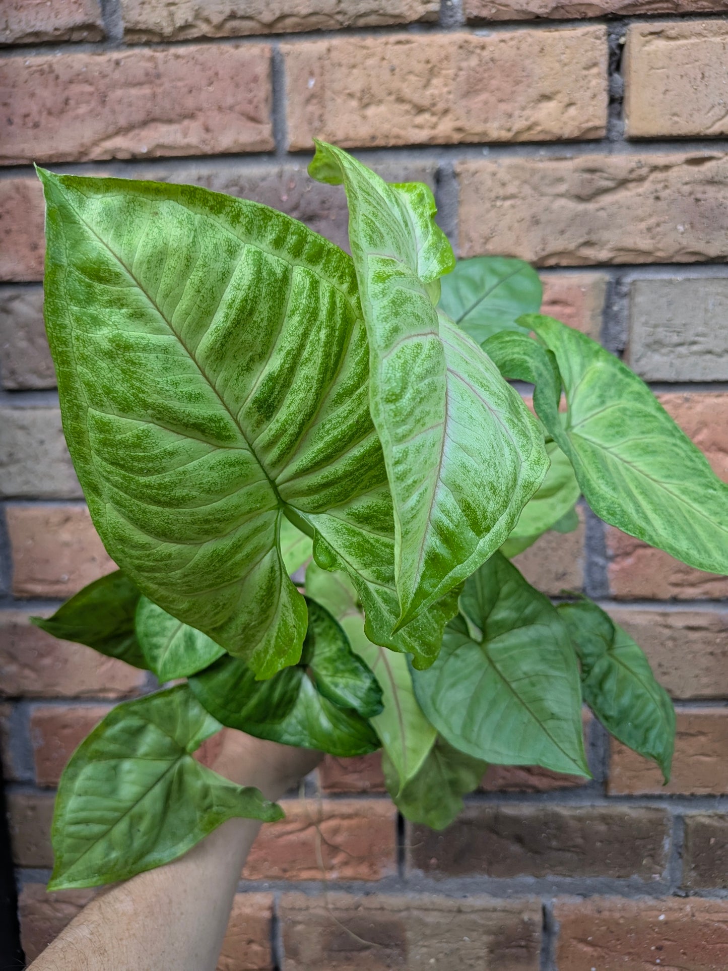 Syngonium Golden Allusion