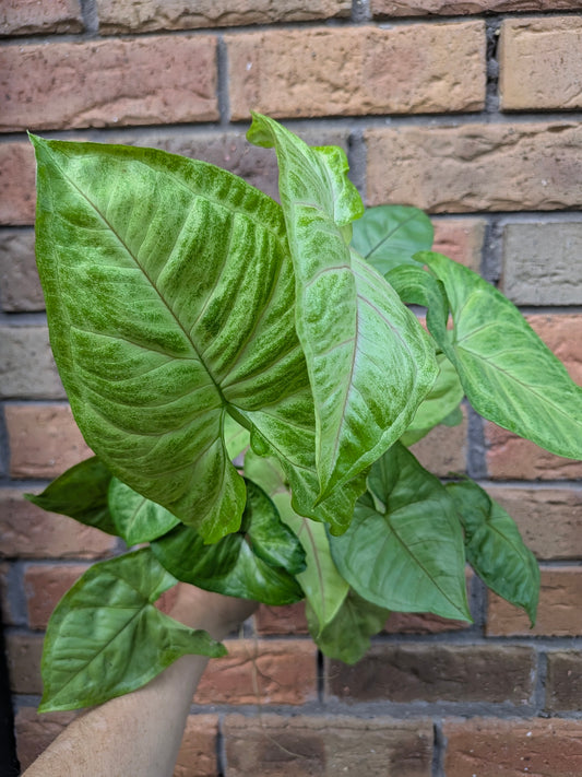 Syngonium Golden Allusion