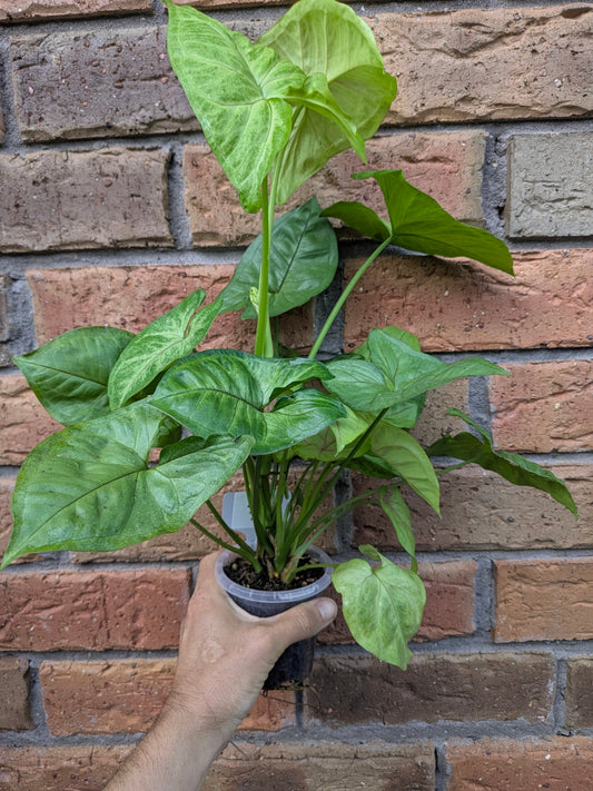 Syngonium Golden Allusion