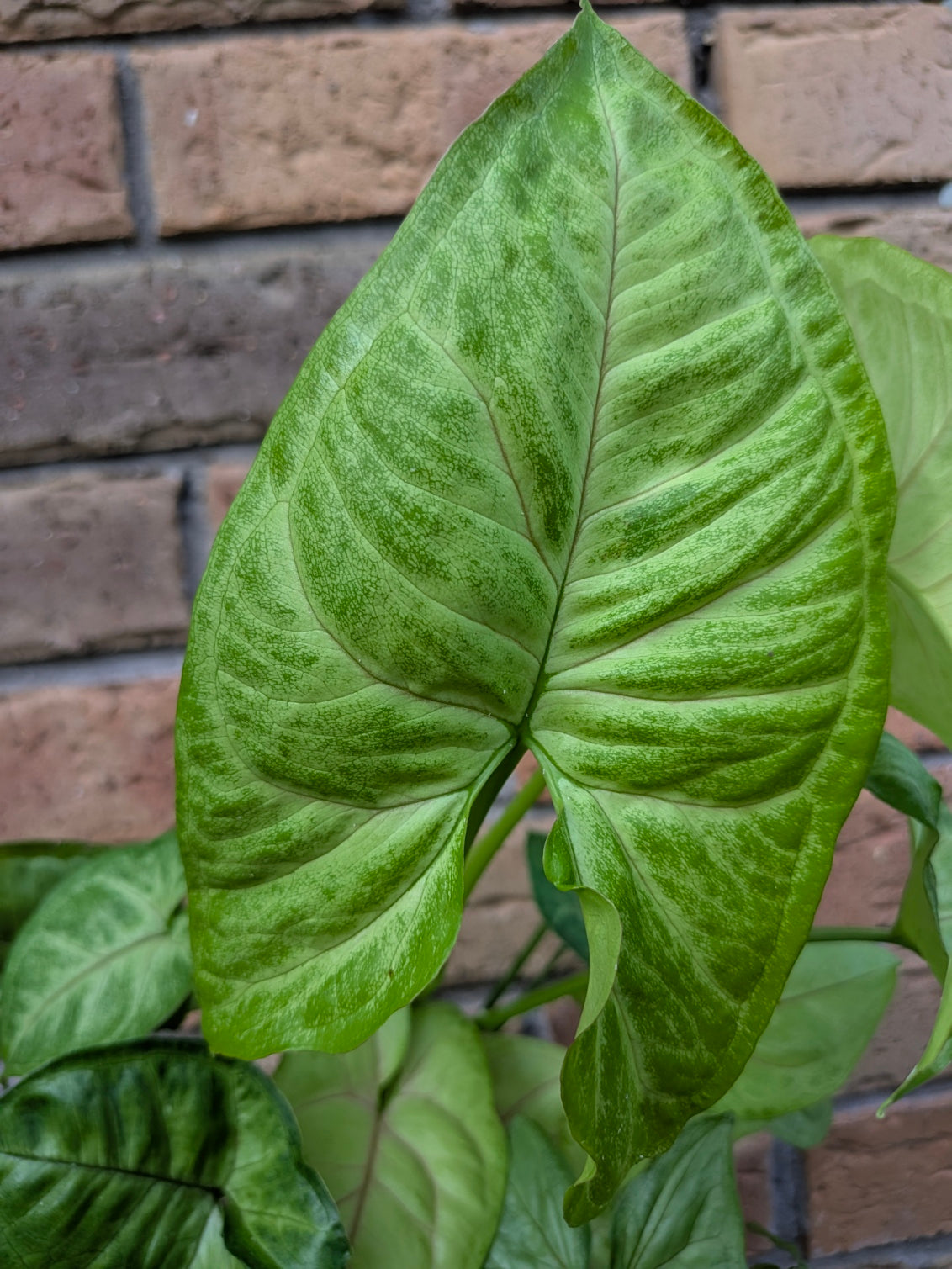 Syngonium Golden Allusion