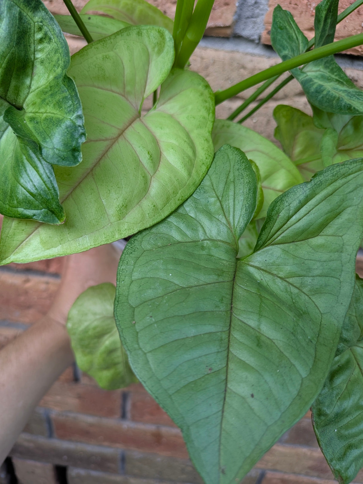Syngonium Golden Allusion