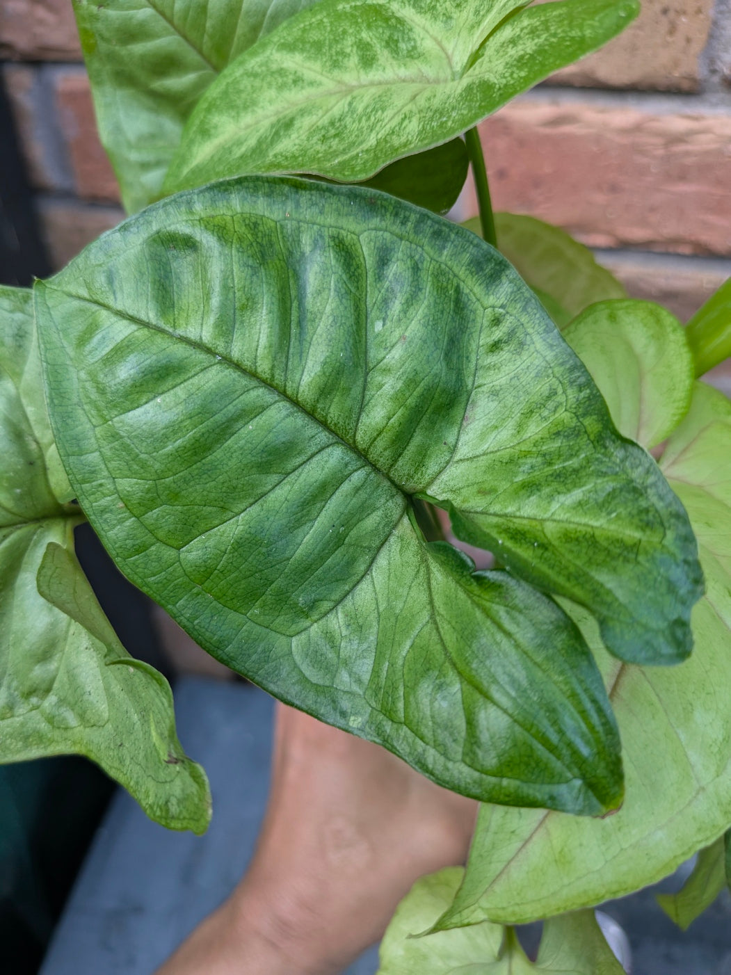 Syngonium Golden Allusion
