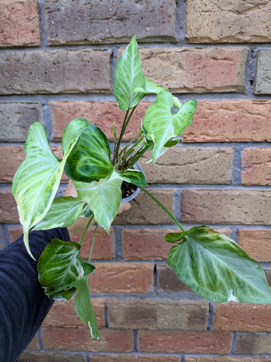 Syngonium Starlite