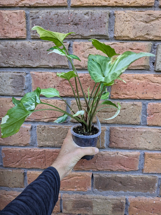 Syngonium Starlite
