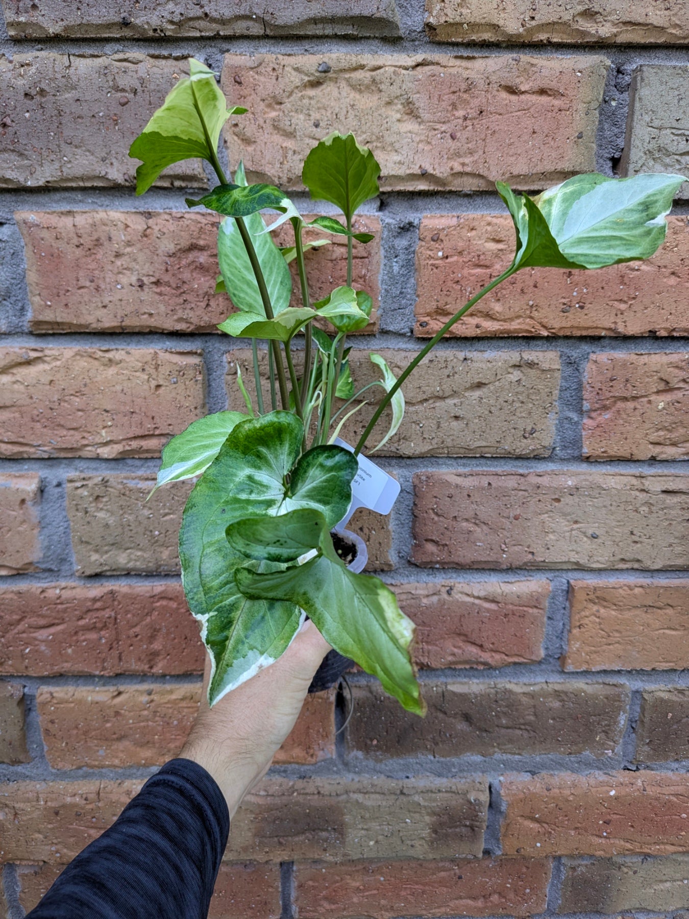 Syngonium Starlite