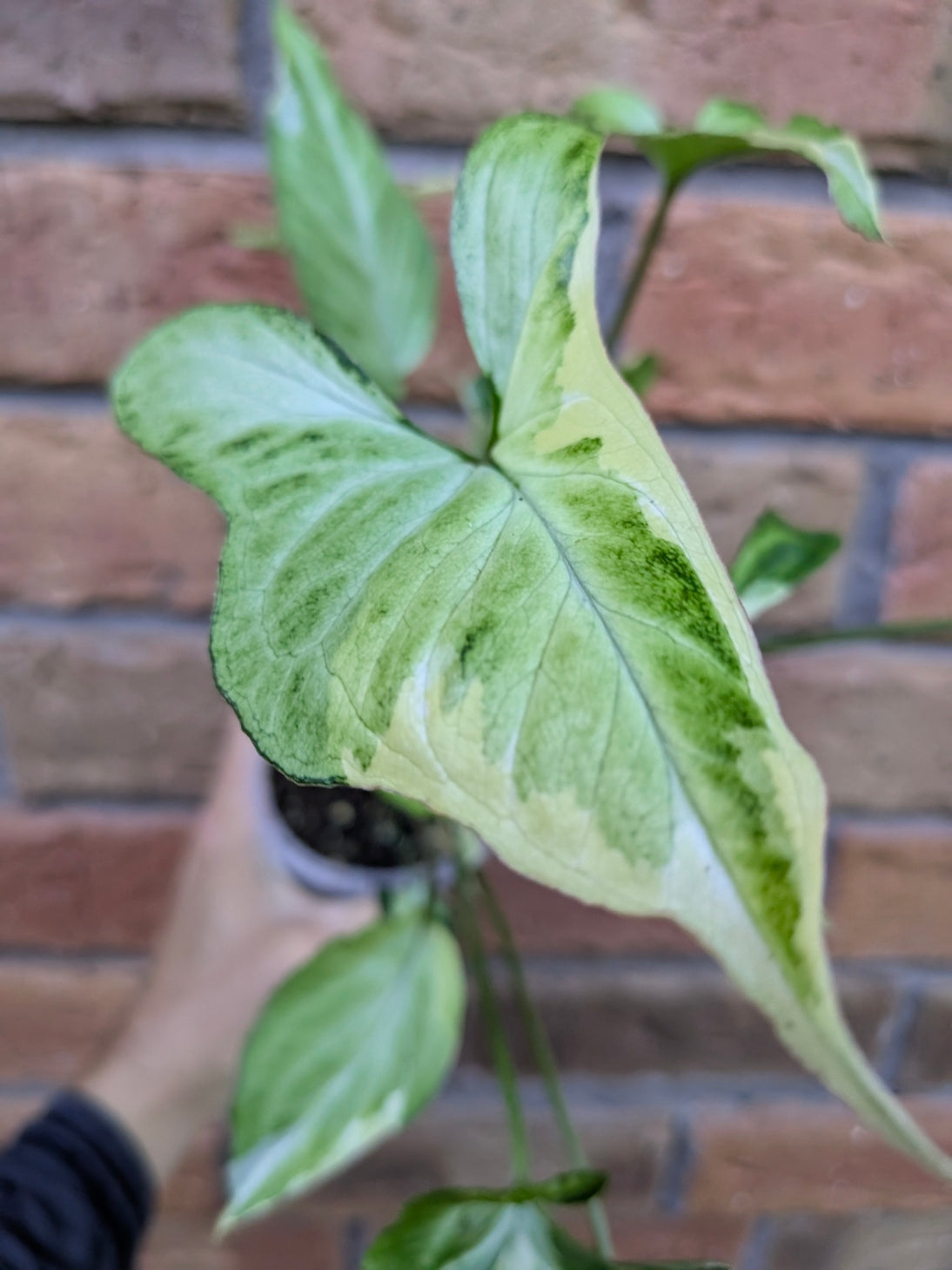 Syngonium Starlite