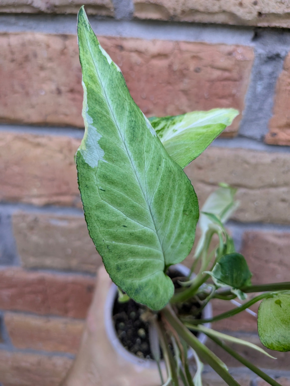 Syngonium Starlite
