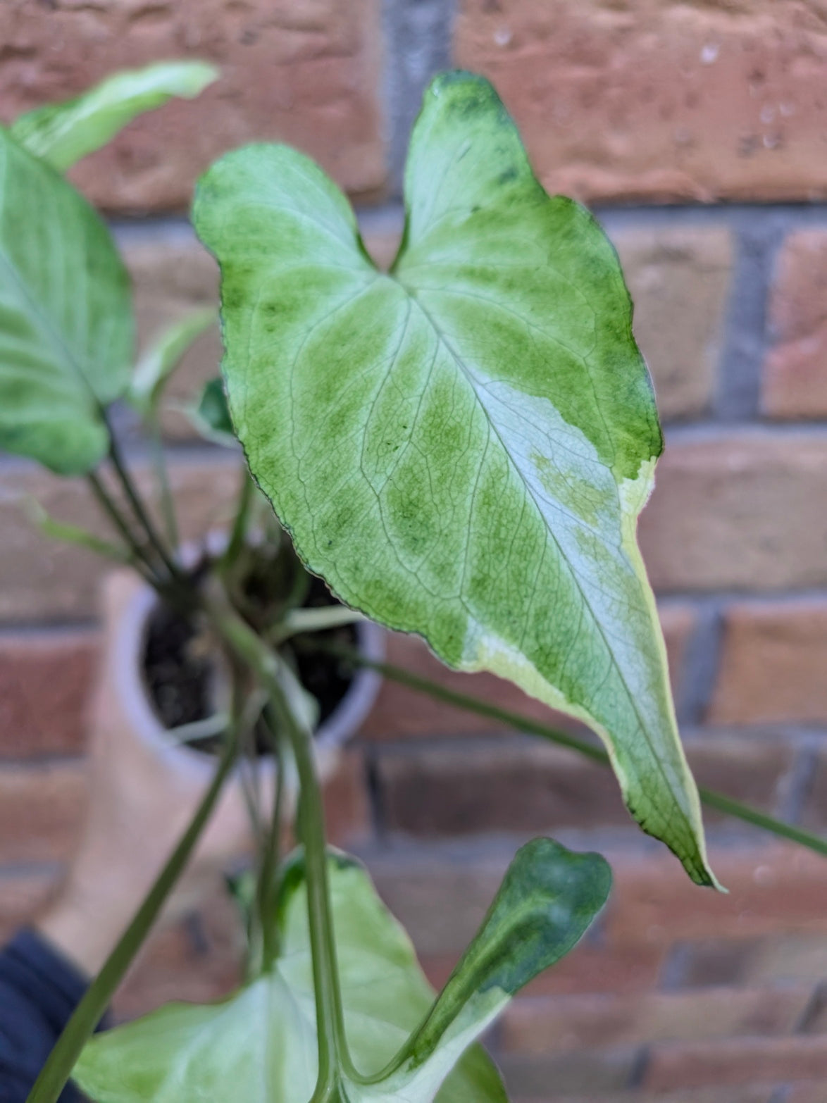 Syngonium Starlite