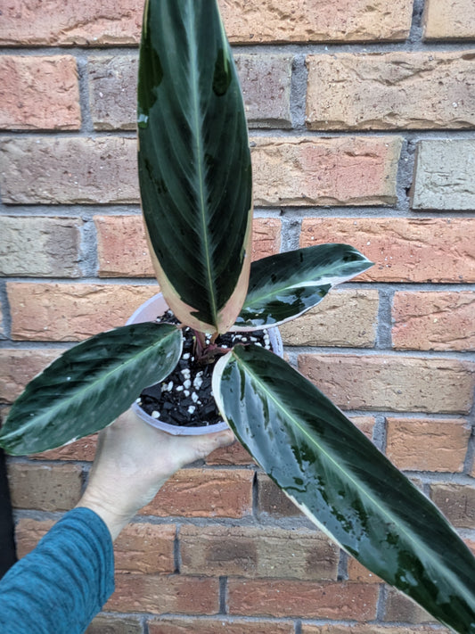 Stromanthe Tricolour