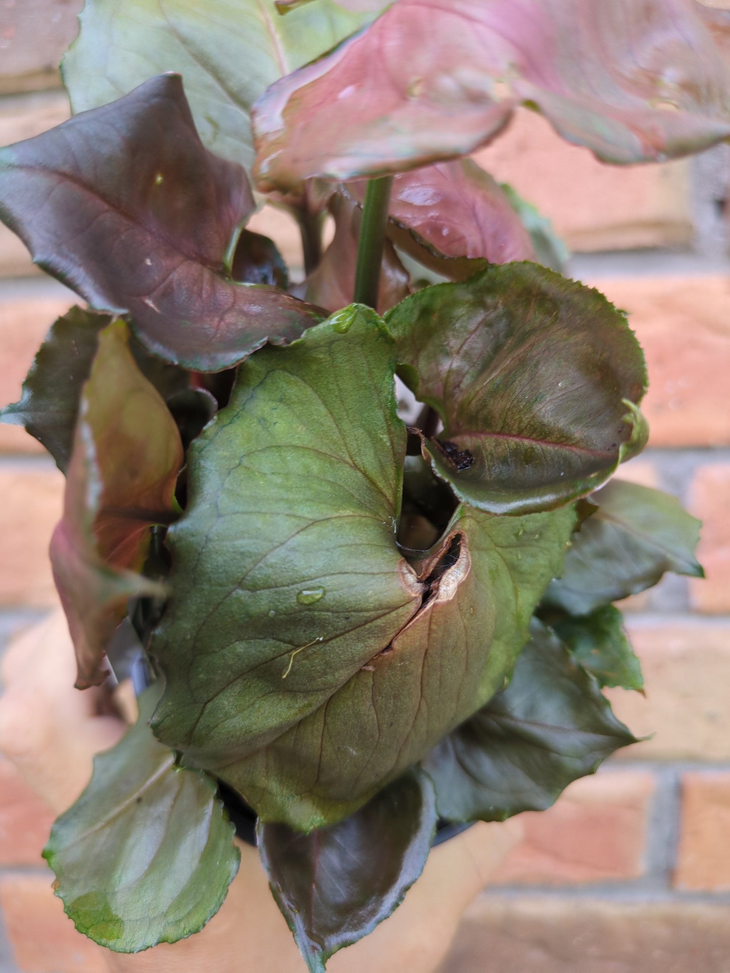 Syngonium Strawberry Ice