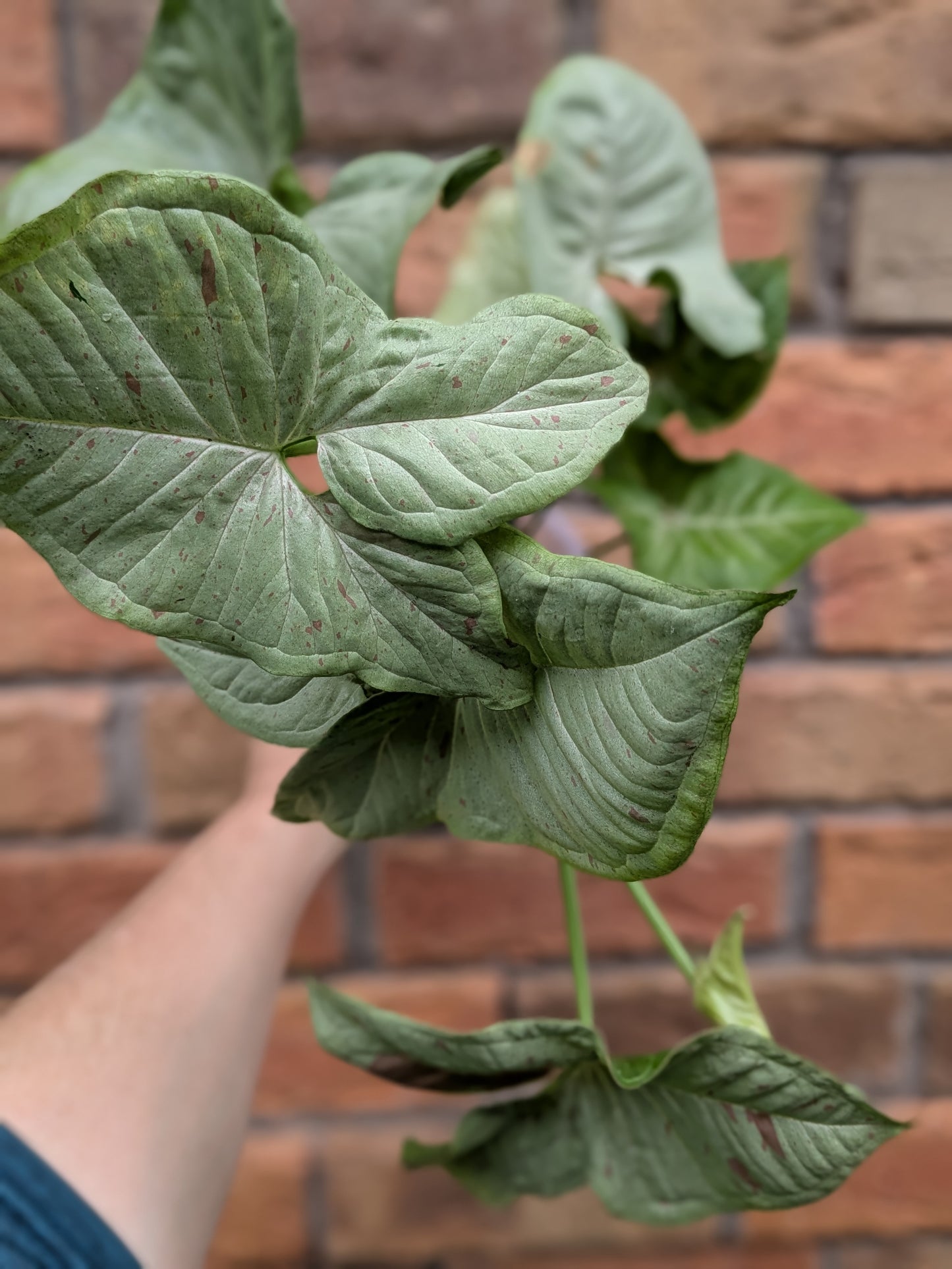 Syngonium Confetti
