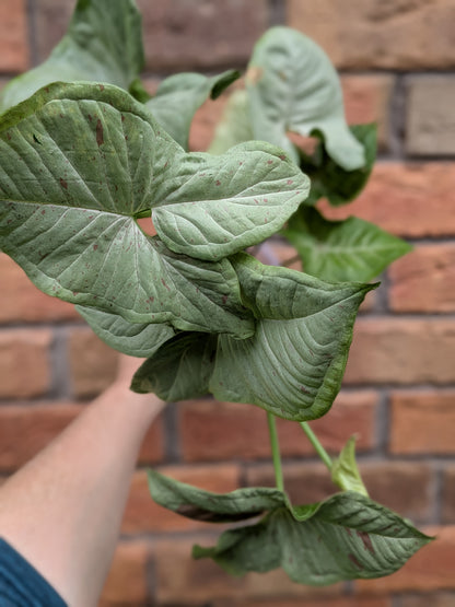 Syngonium Confetti