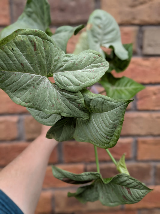 Syngonium Confetti