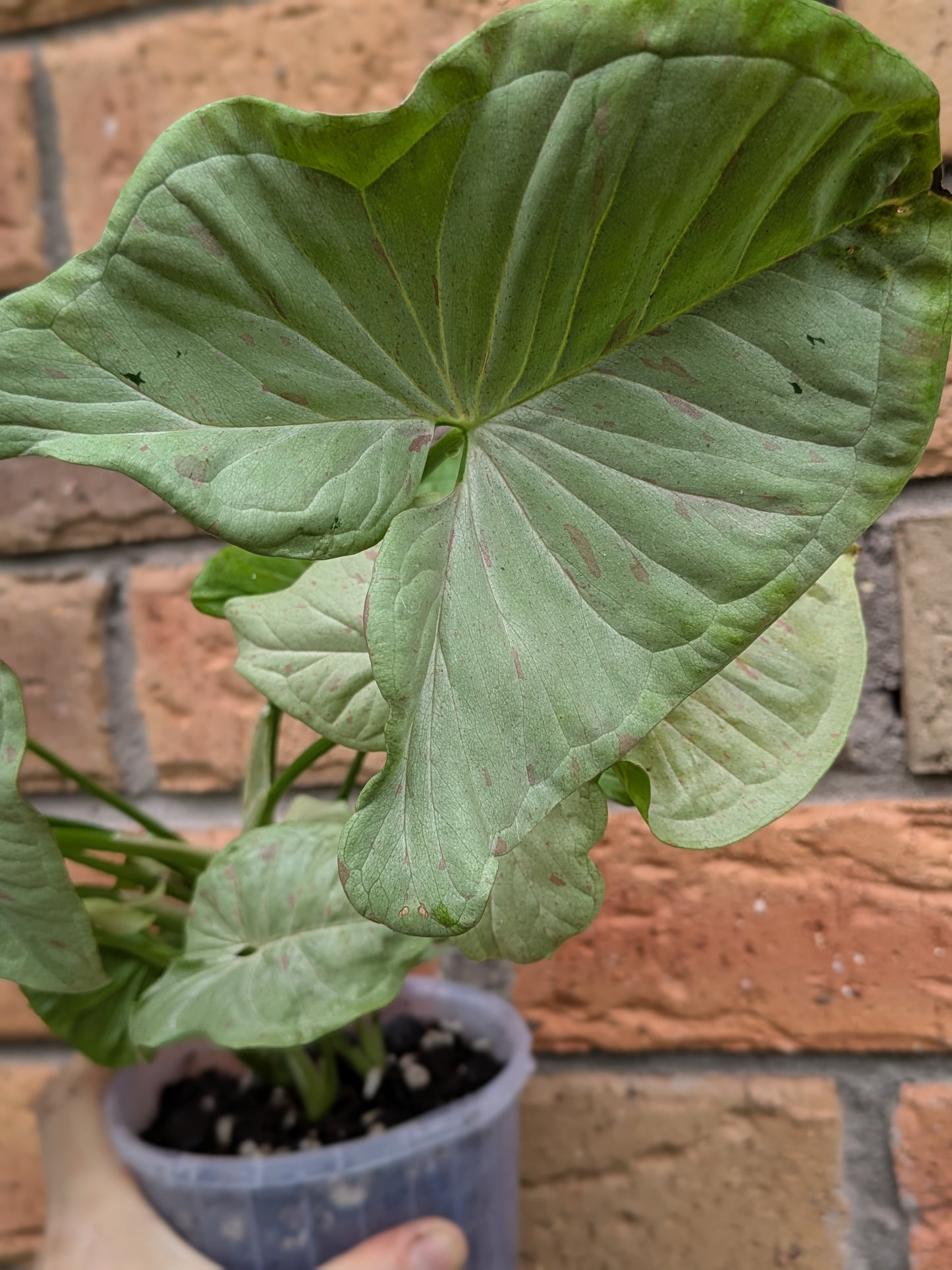 Syngonium Confetti