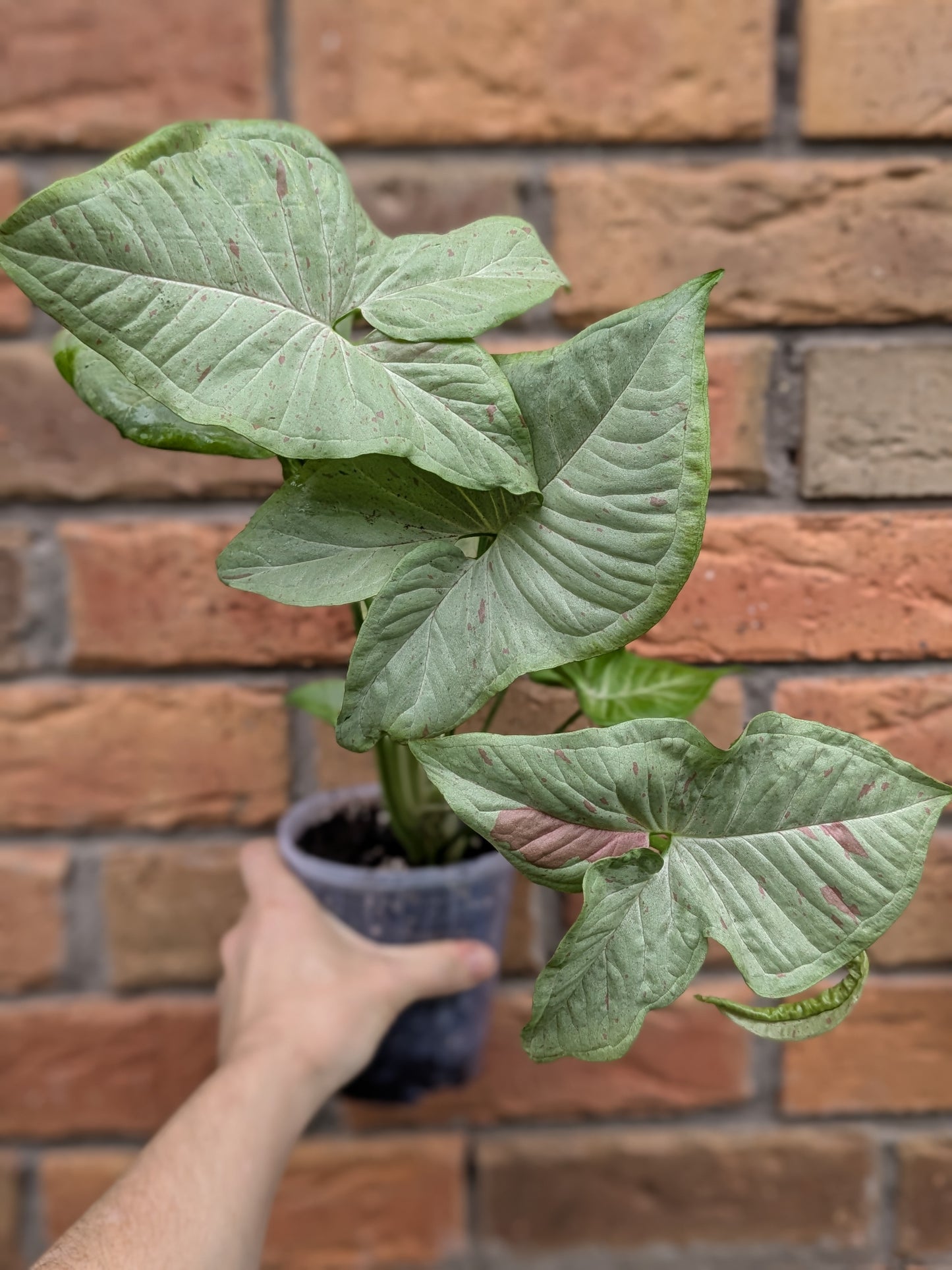 Syngonium Confetti